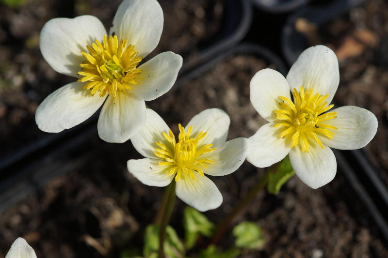 Caltha palustris 'Alba' - Sumpfdotterblume