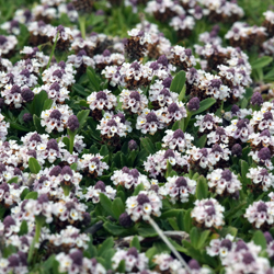 Phyla nodiflora 'Summer Pearls' Phyla nodiflora 'Summer Pearls'