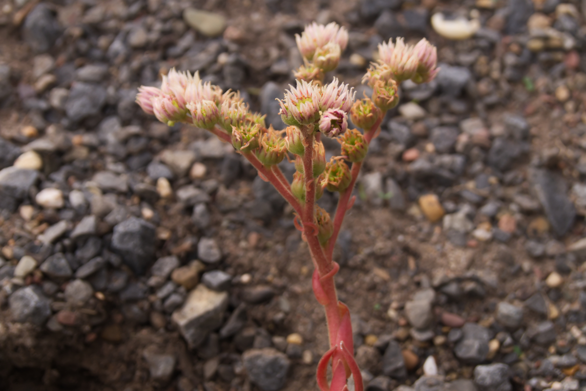 Sempervivum Hybride 'Hey Hey'
