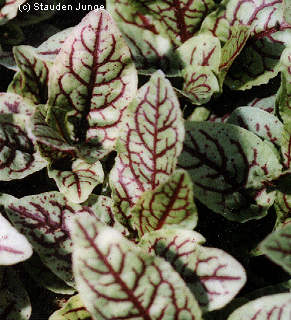Rumex sanguineus var. sanguineus