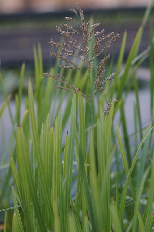 Glyceria maxima
