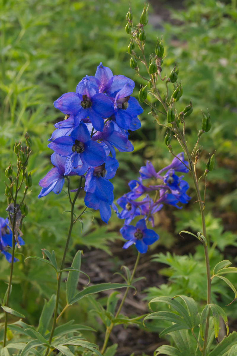 Delphinium Elatum-Hybr. 'Grünberg'