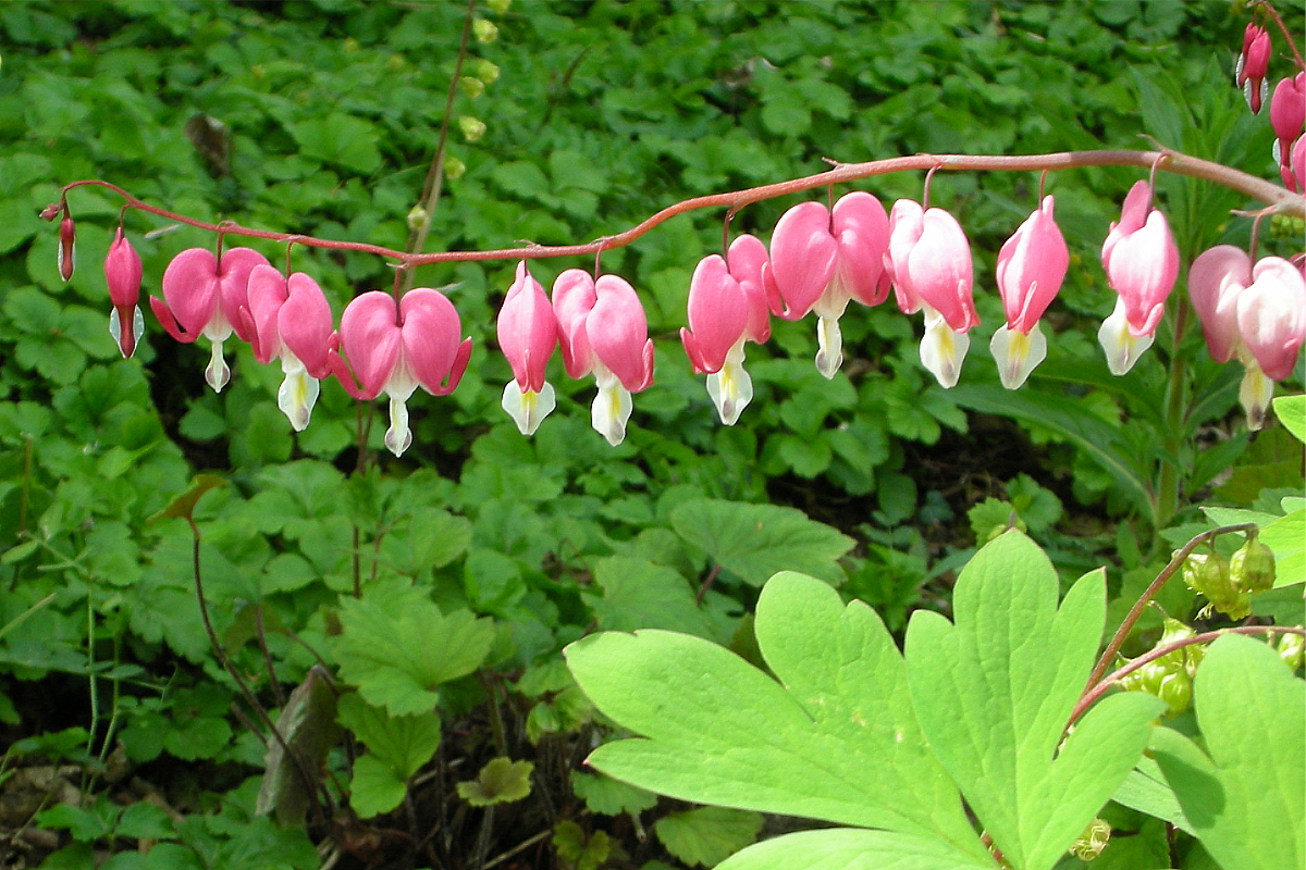 Dicentra spectabilis
