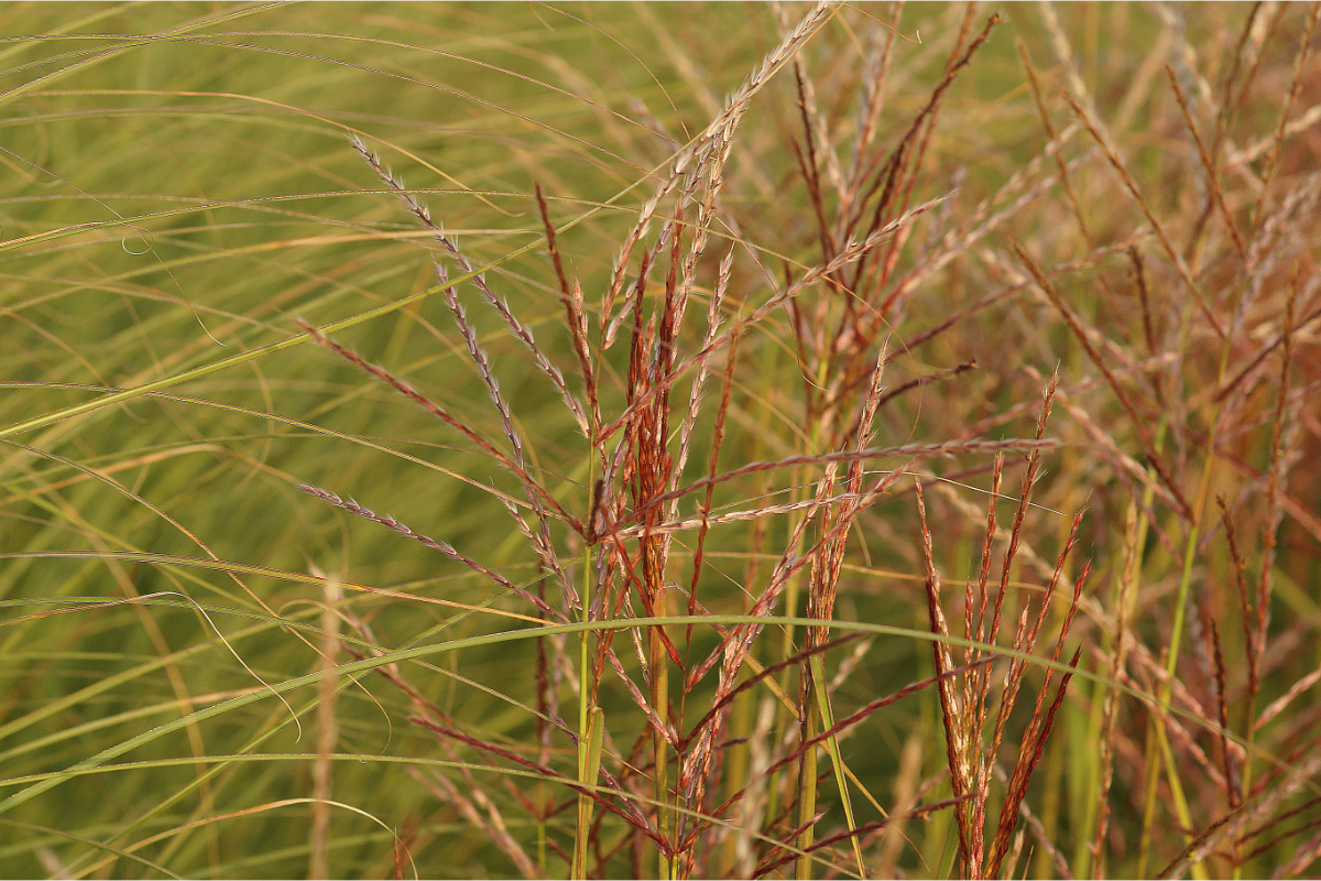 Miscanthus sinensis 'Ghana' - Chinaschilf