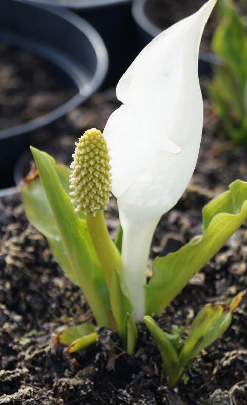 Lysichiton camtschatcensis