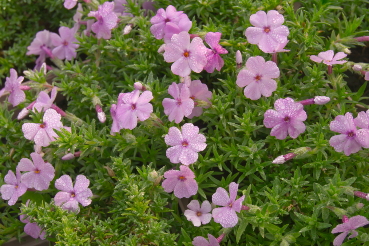 Phlox Douglasii-Hybr. 'Lilac Cloud' - Polster-Flammenblume
