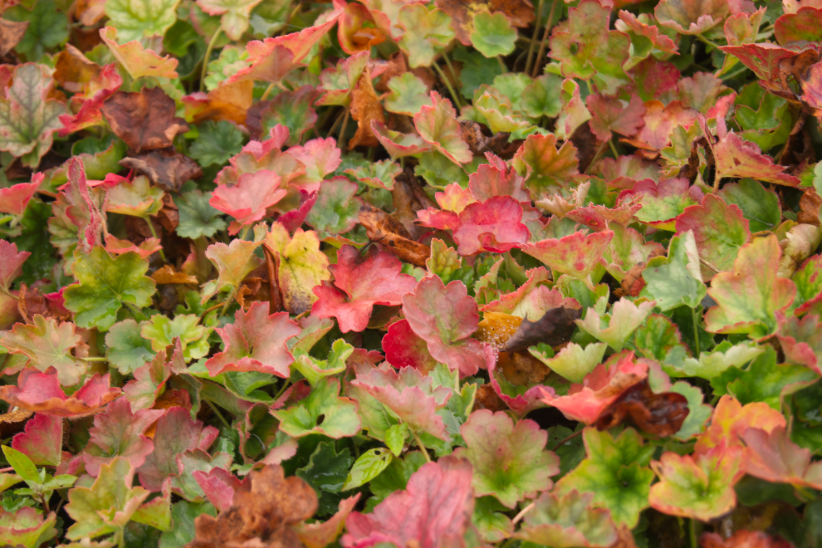 Heuchera sanguinea 'Leuchtkäfer', gen.