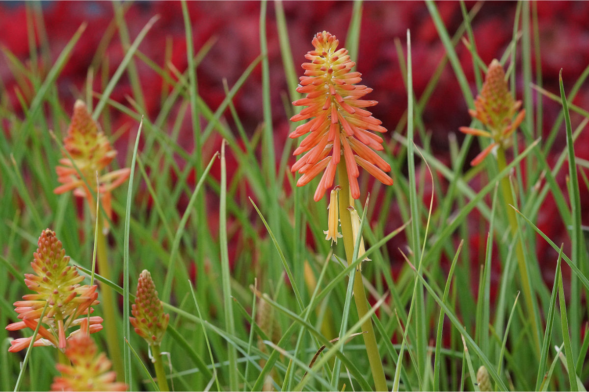 Kniphofia 'Papaya Popsicle' (R) - Fackellilie