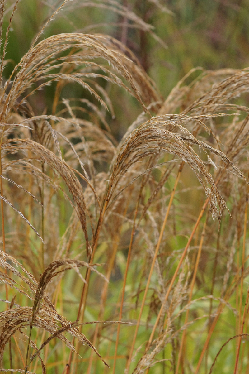 Miscanthus sinensis 'Kleine Fontäne'