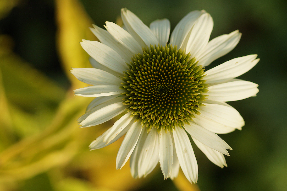 Echinacea purpurea 'Virgin' (R) - Sonnenhut