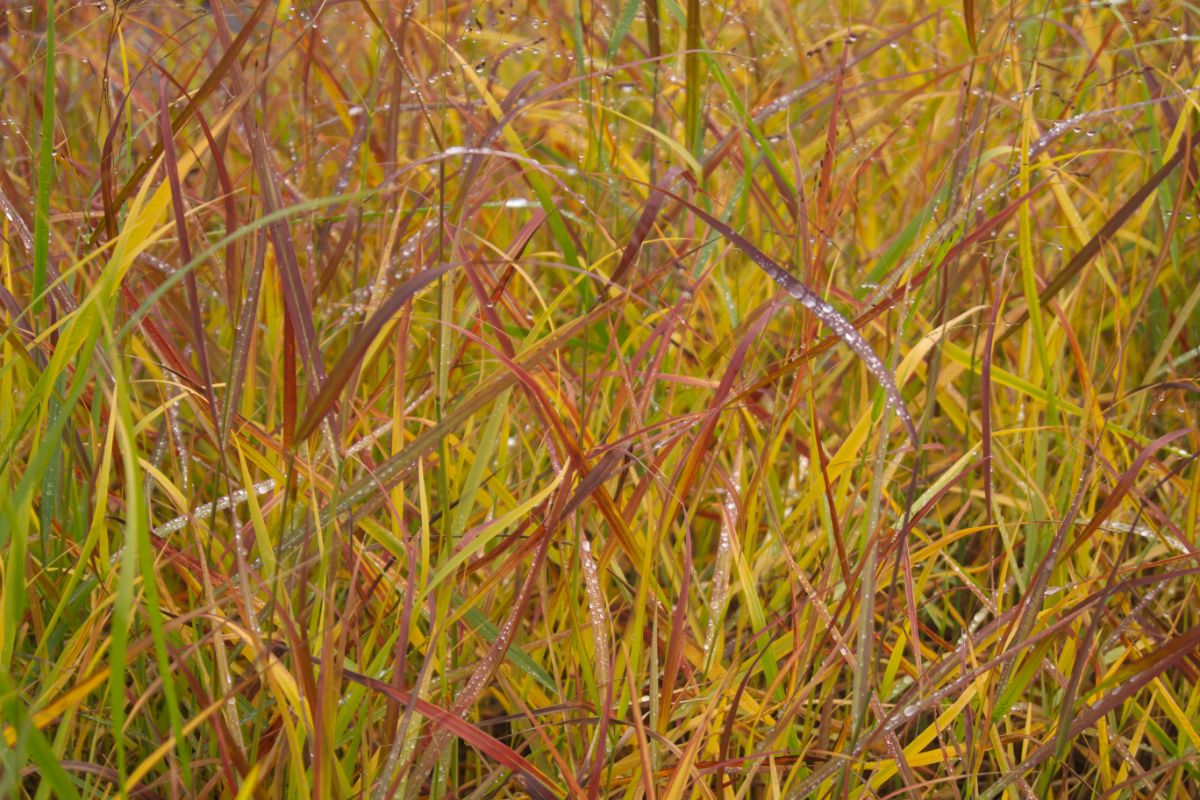 Panicum virgatum 'Hänse Herms'