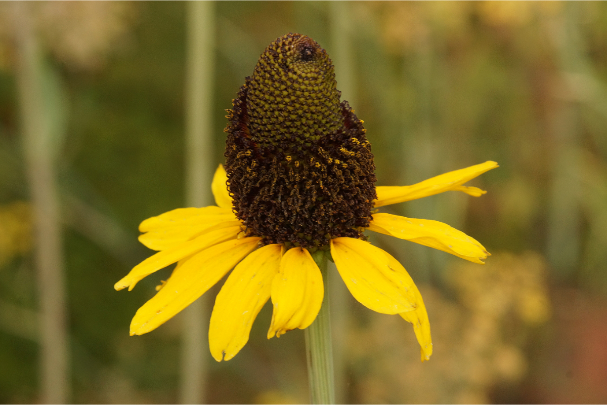 Rudbeckia maxima - Riesen-Sonnenhut