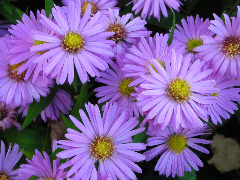 Aster Dumosus-Hybr. 'Herbstgruß vom Bresserhof' - Kissenaster