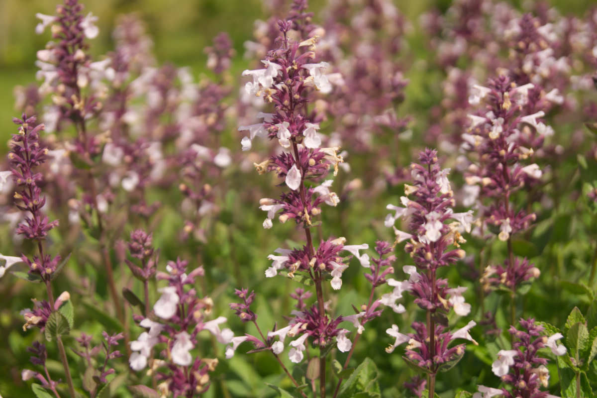 Nepeta grandiflora 'Florina'