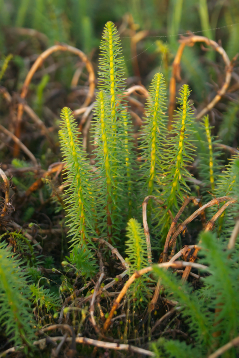 Hippuris vulgaris