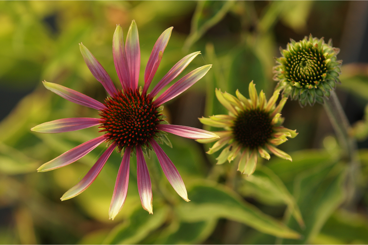 Echinacea purpurea 'Green Twister' - Sonnenhut