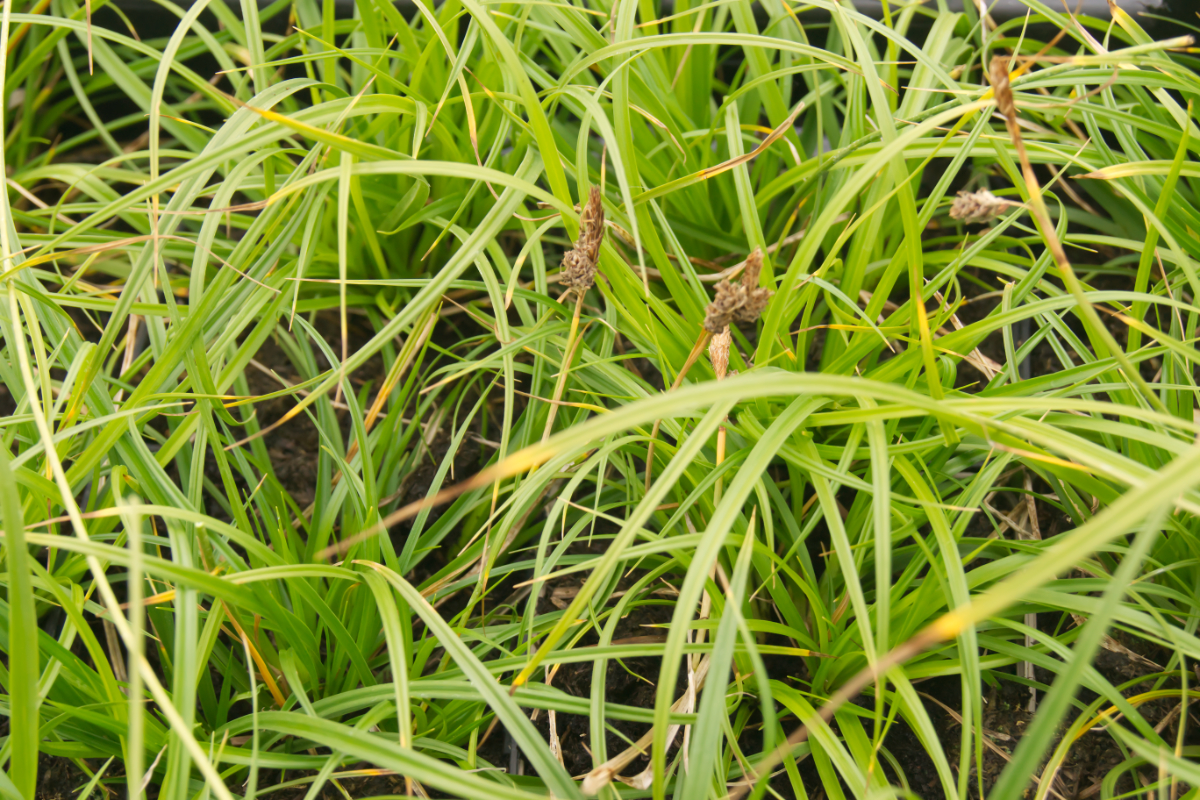 Carex umbrosa - Schattensegge
