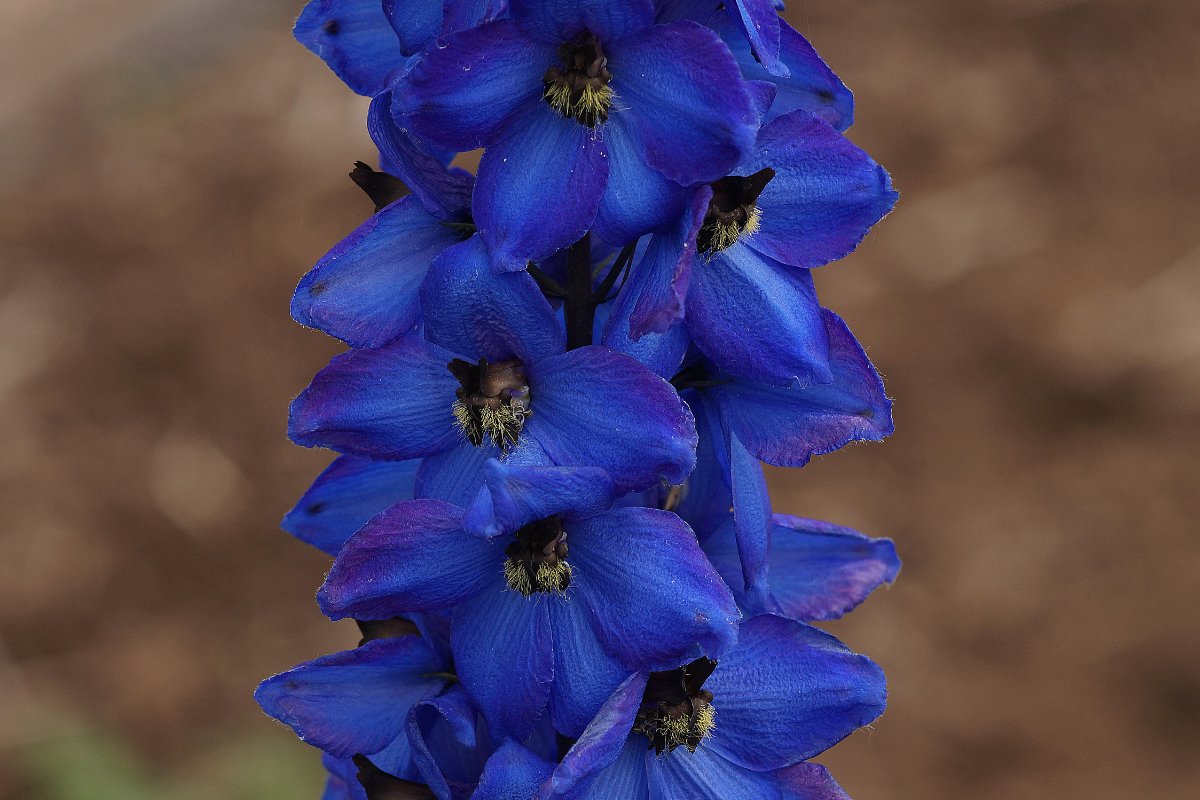 Delphinium Elatum-Hybr. 'Waldenburg'