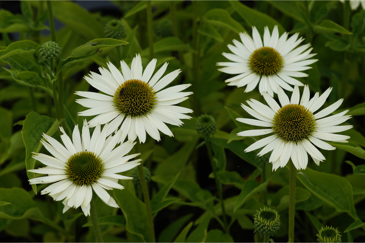Echinacea purpurea 'Virgin' (R)