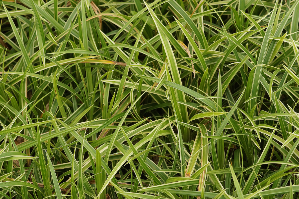 Carex foliosissima 'Ice Dance' - weißbunte Segge