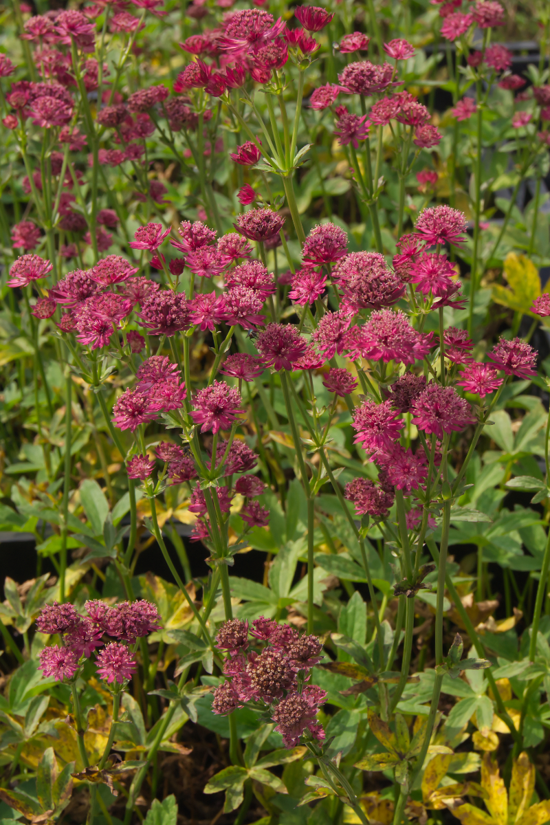 Astrantia major 'Venice'