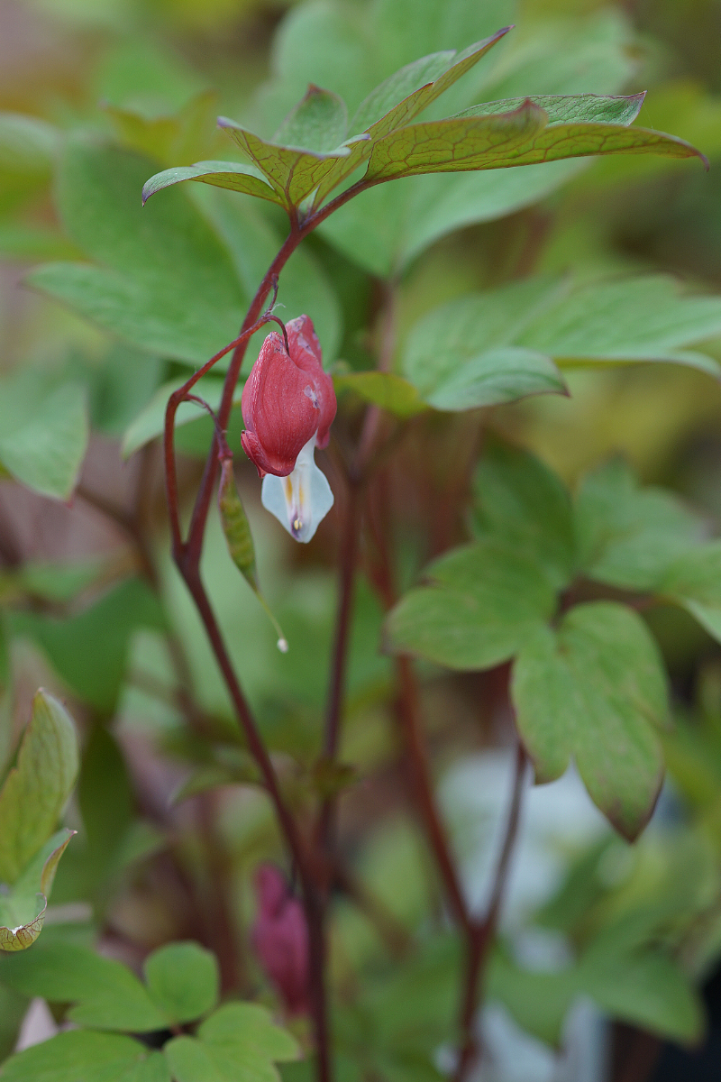 Dicentra spectabilis 'Valentine' (R)