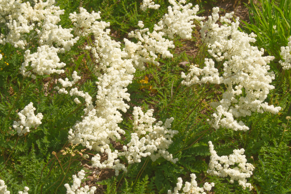 Filipendula vulgaris 'Plena'('Multiplex')