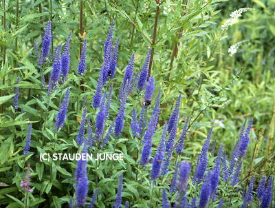 Veronica longifolia