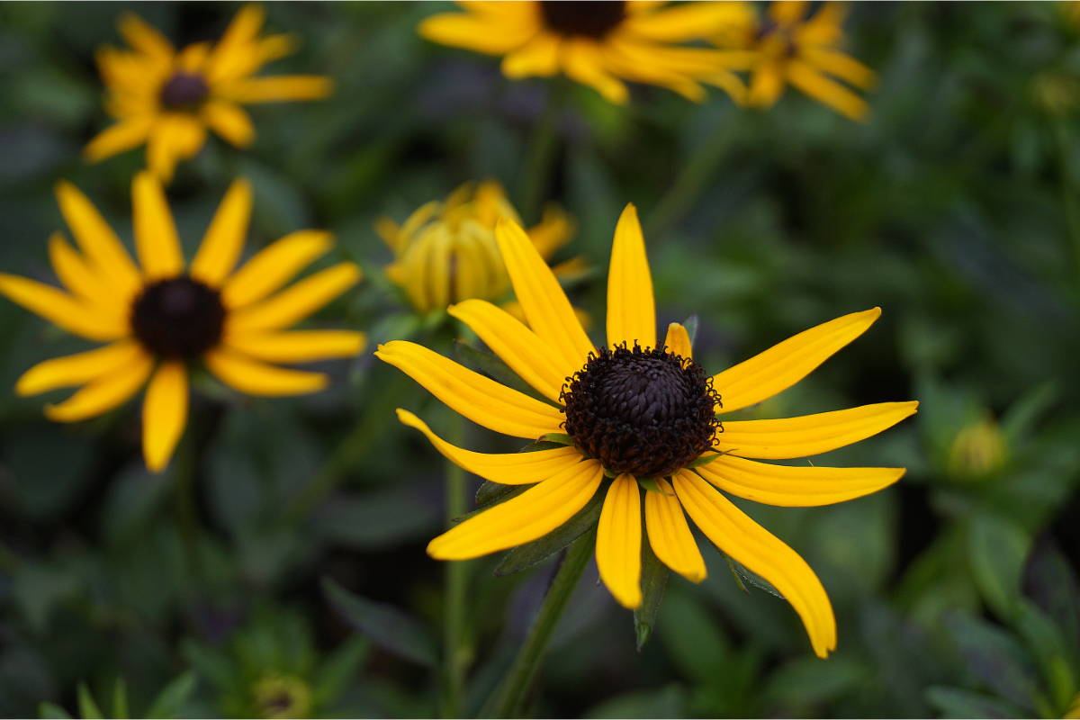Rudbeckia fulgida 'Little Goldstar' (R)
