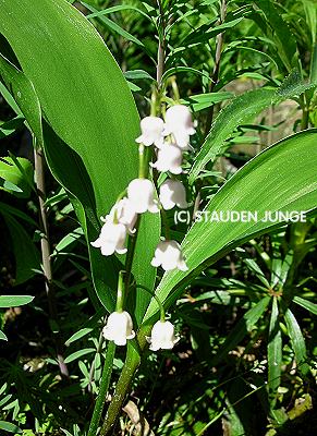 Convallaria majalis