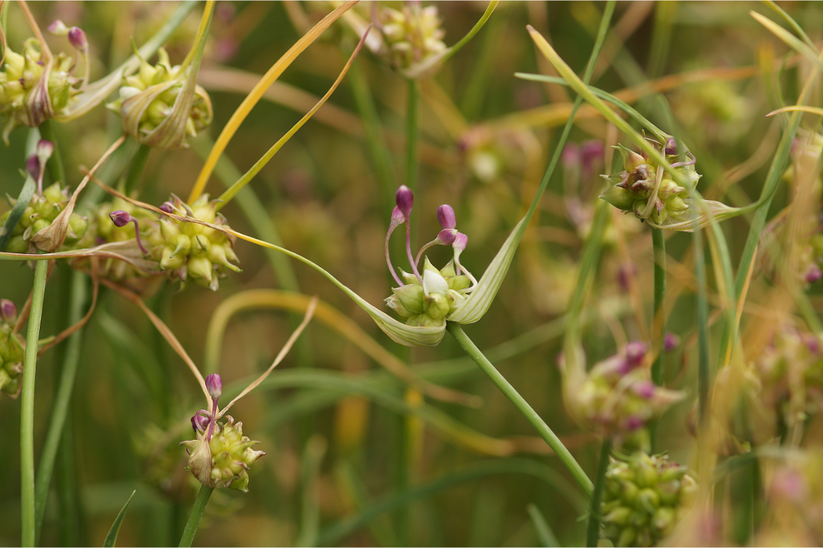 Allium canadense - Kanadischer Lauch