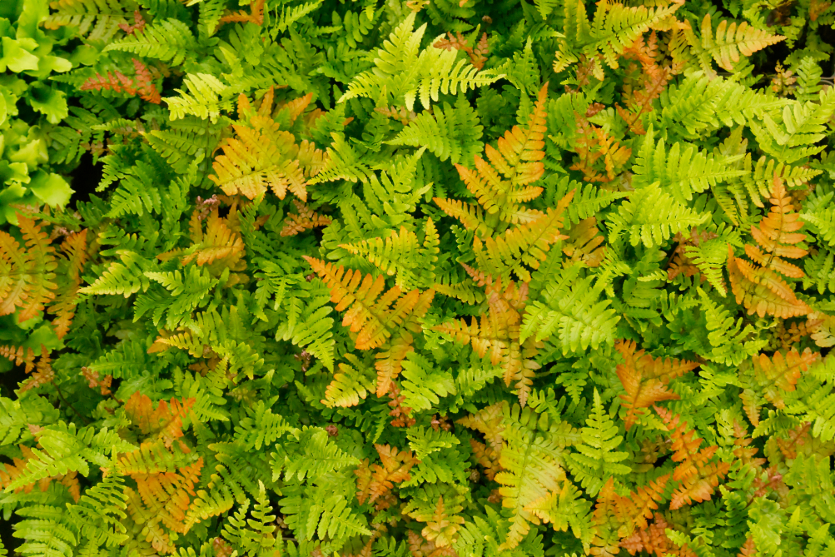 Dryopteris erythrosora gen.