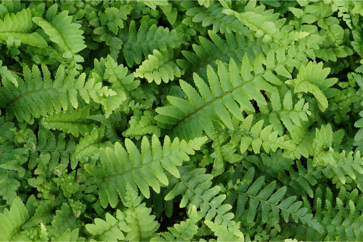 Polystichum munitum gen. - Schwertfarn