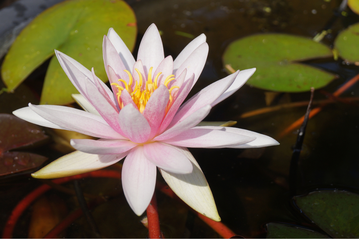 Nymphaea Hybride 'Fritz Junge'