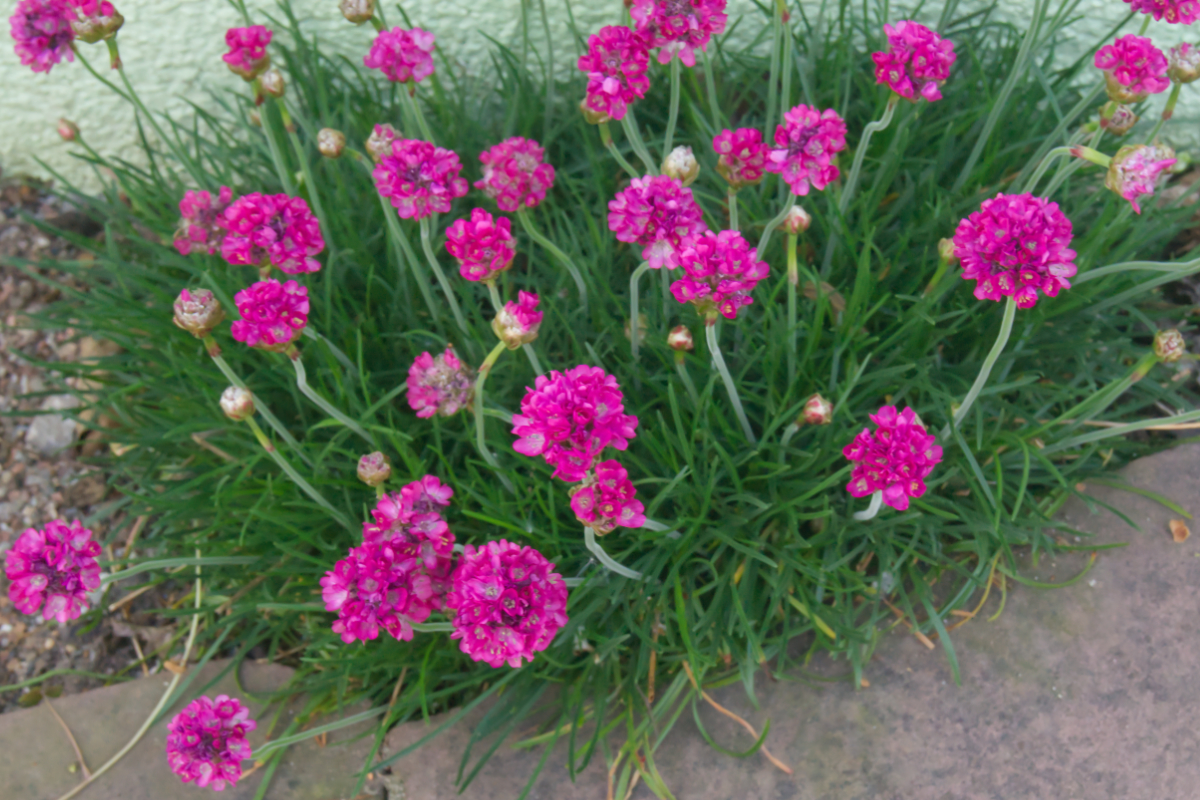 Armeria maritima 'Splendens'