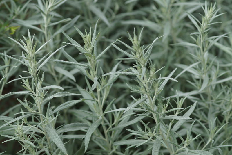 Artemisia ludoviciana 'Silver Queen' - Edelraute