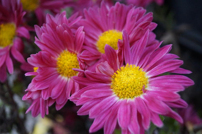 Chrysanthemum x hortorum 'Oury'