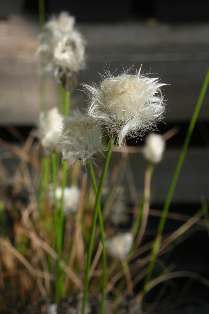 Eriophorum vaginatum