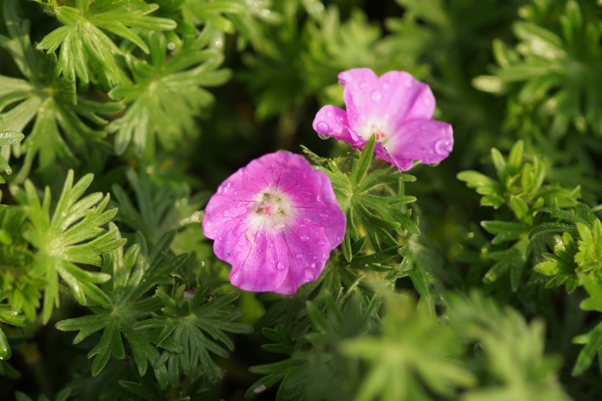 Geranium sanguineum