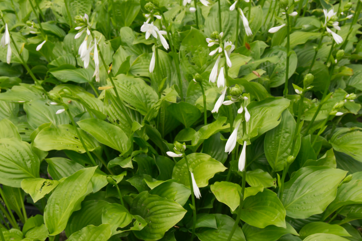 Hosta Plantaginea-Hybr. 'Royal Standard' - Funkie, Herzblattlilie