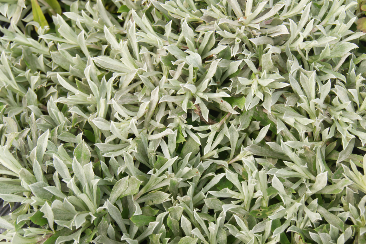 Antennaria dioica 'Rubra' - Katzenpfötchen