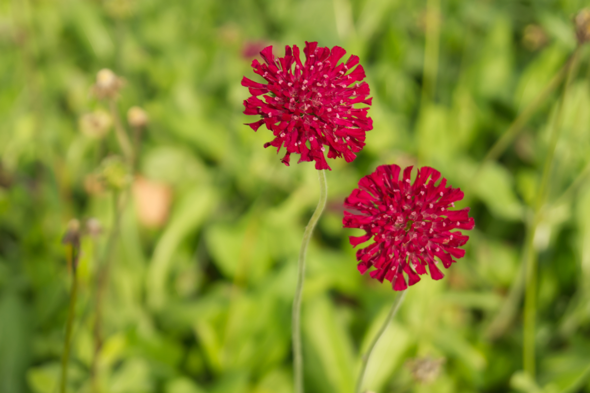 Knautia macedonica 'Mars Midget'