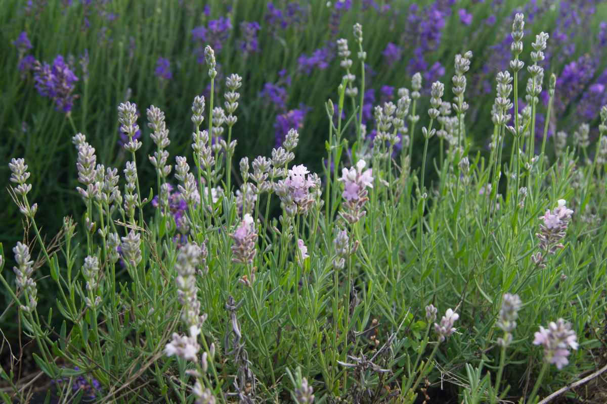 Lavandula angustifolia 'Nana Alba' - Weißer Zwerg-Lavendel