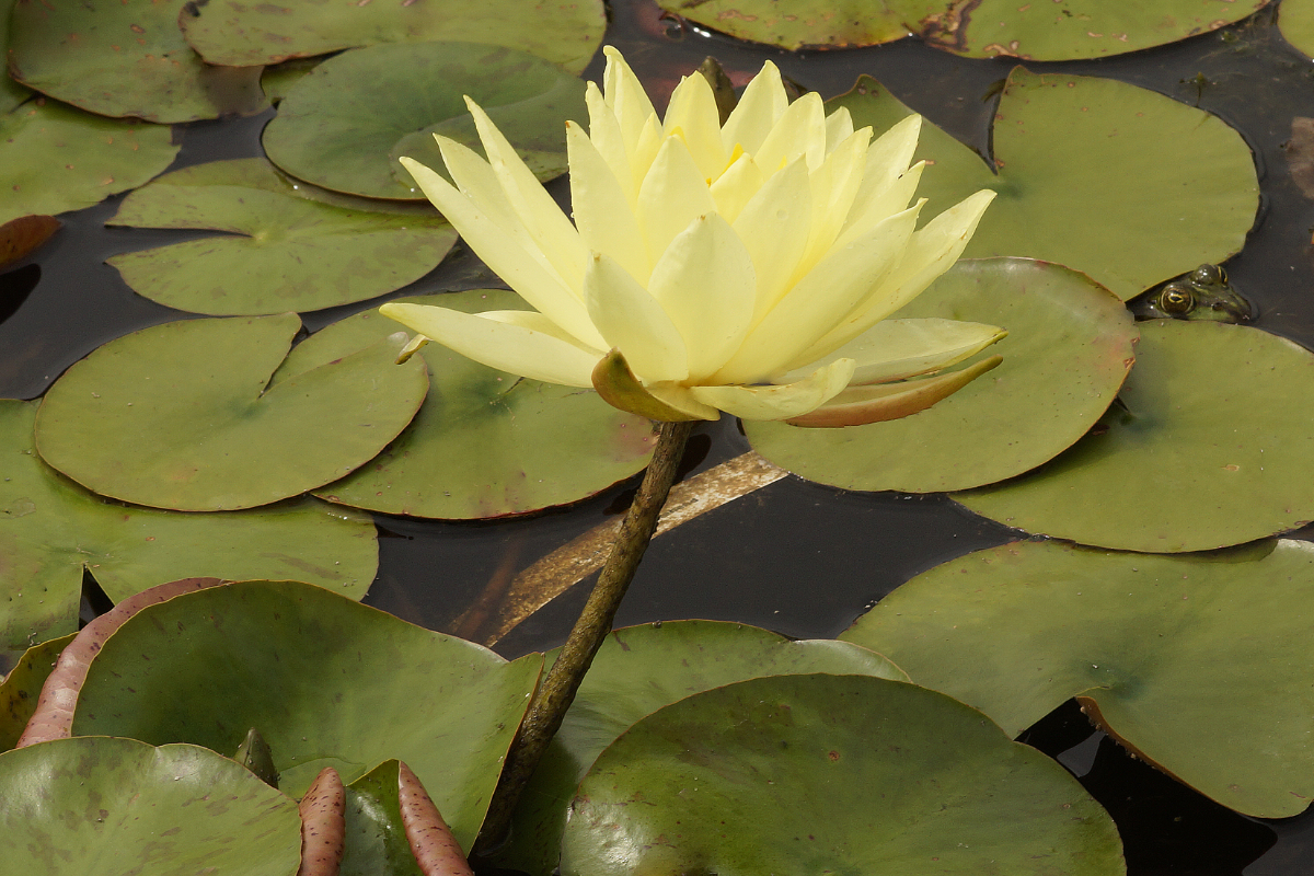 Nymphaea Hybride 'Joey Tomocik'