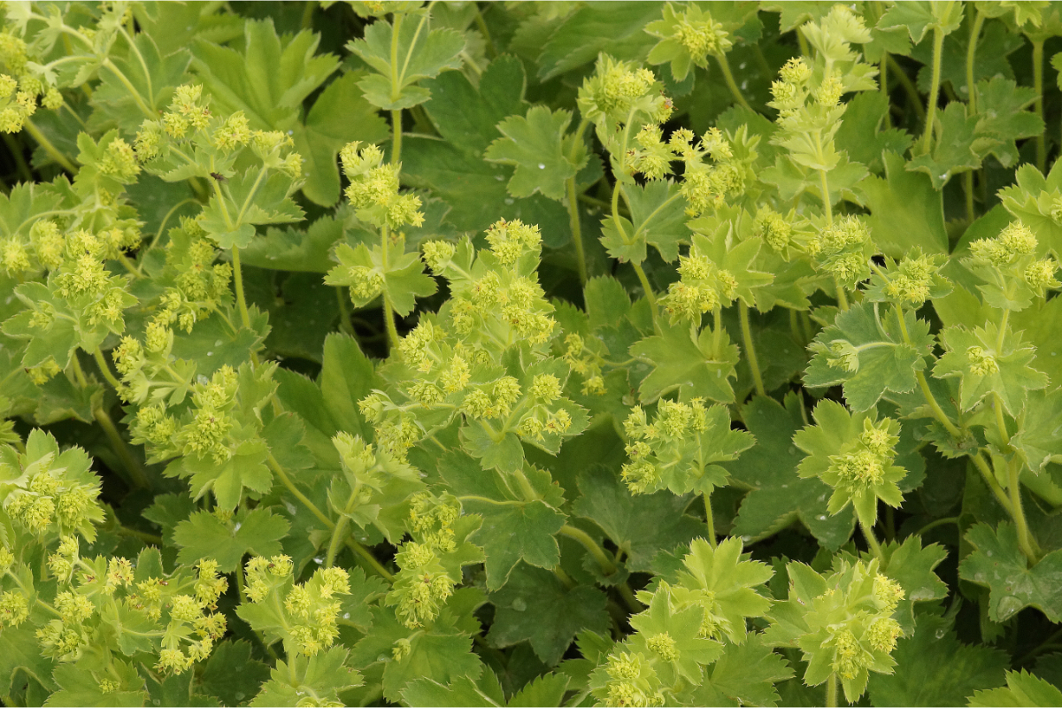 Alchemilla sericata 'Gold Strike' - Frauenmantel