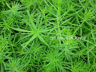 Galium verum - Labkraut