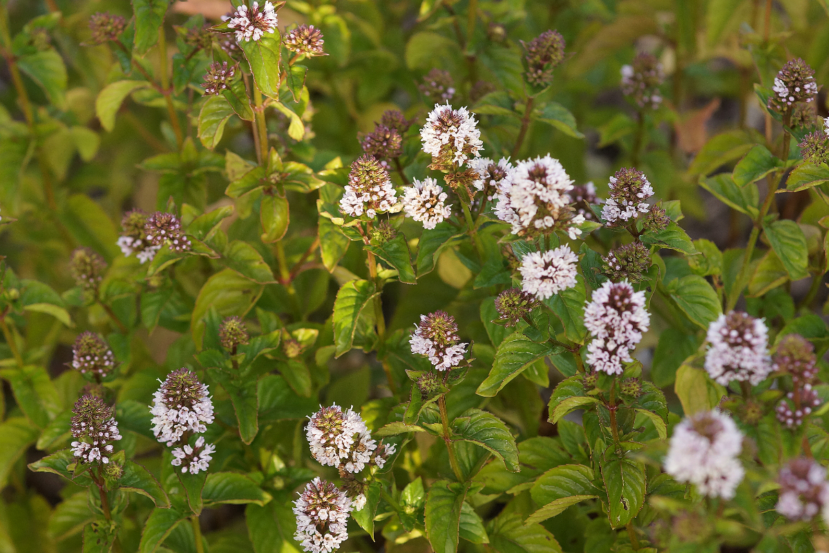 Mentha x piperita 'Mitcham' - Englische Pfefferminze, Mitcham-Minze