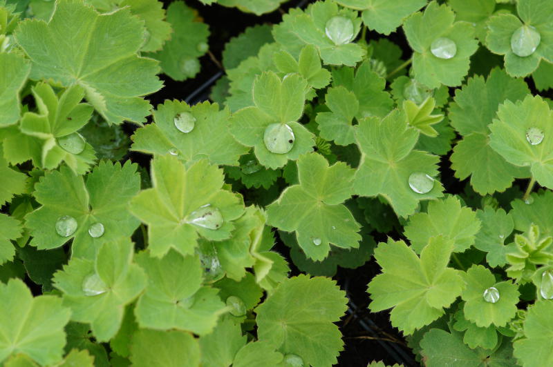 Alchemilla xanthochlora (vulgaris)