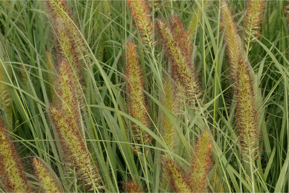 Pennisetum alupecuroides'Cassian'