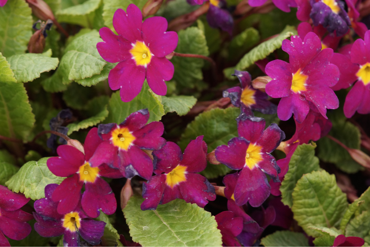 Primula x pruhoniciana 'Wanda'